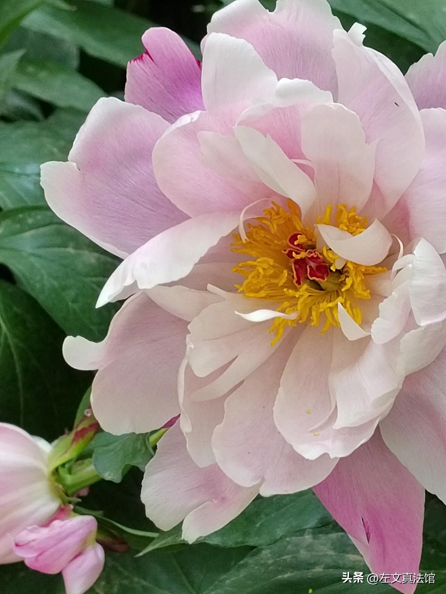 道路交通事故与常规违章罚款处罚:关联异同及程序要点分析